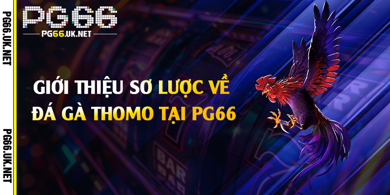 Giới thiệu sơ lược về đá gà Thomo tại PG66